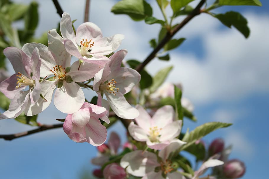 flowers, sprig, tree, the buds, nature, spring, flowering, pink flower HD wallpaper