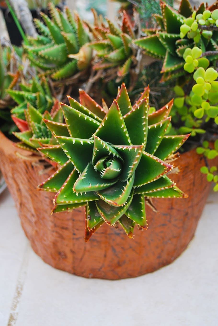 cactus, flower, malta, green, plant, succulent plant, green color HD wallpaper