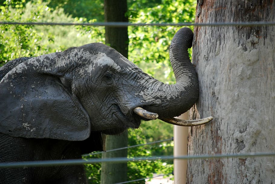 elephant, determination, obstacle, power, zoo, animal, wildlife HD wallpaper