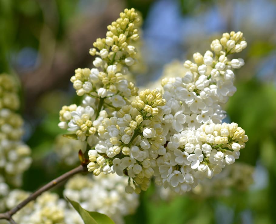 lilac, leap, may, flower, flowering plant, beauty in nature HD wallpaper