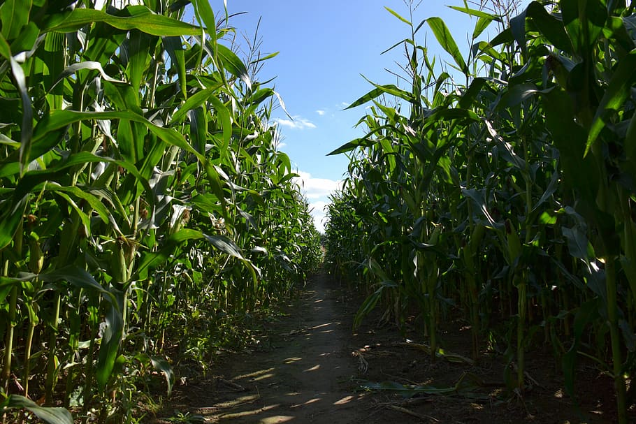 plants, cornfield, agriculture, farming, rural, green, maize HD wallpaper