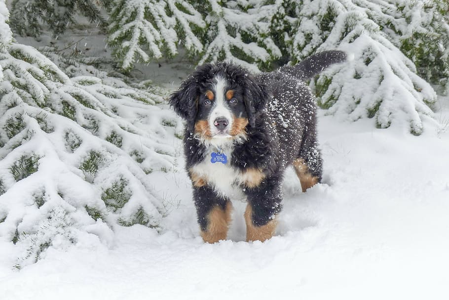 short-coated black and brown dog on snow sand, puppy, pet, canine, HD wallpaper