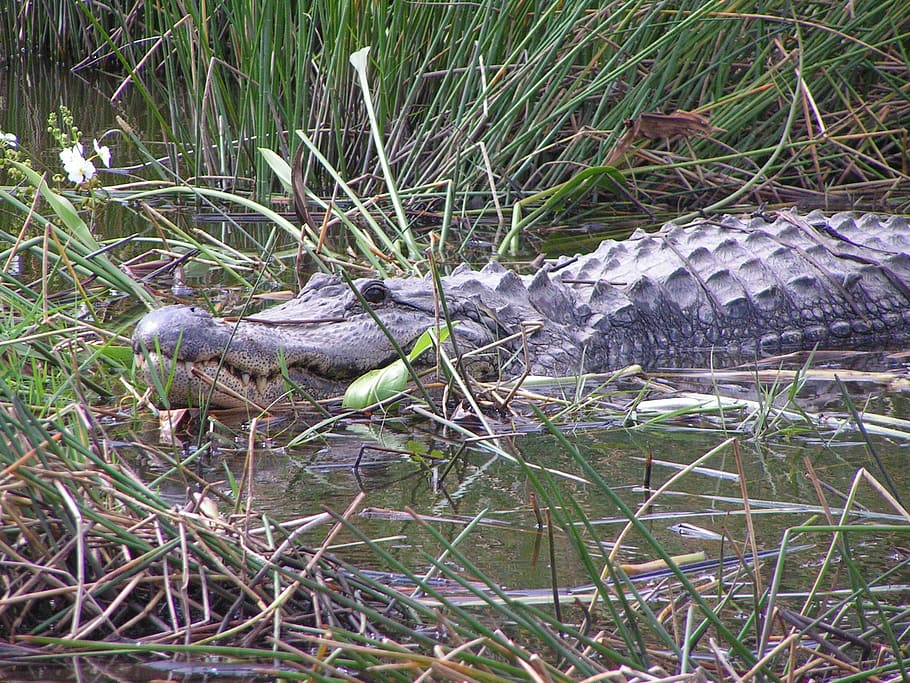 alligator, florida, grass, lake, pond, large, reptile, animal, HD wallpaper