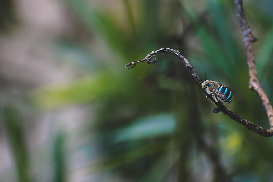 shallow focus photography of blue and black striped bee, selective focus photography of black and teal bee perching on brown branch HD wallpaper