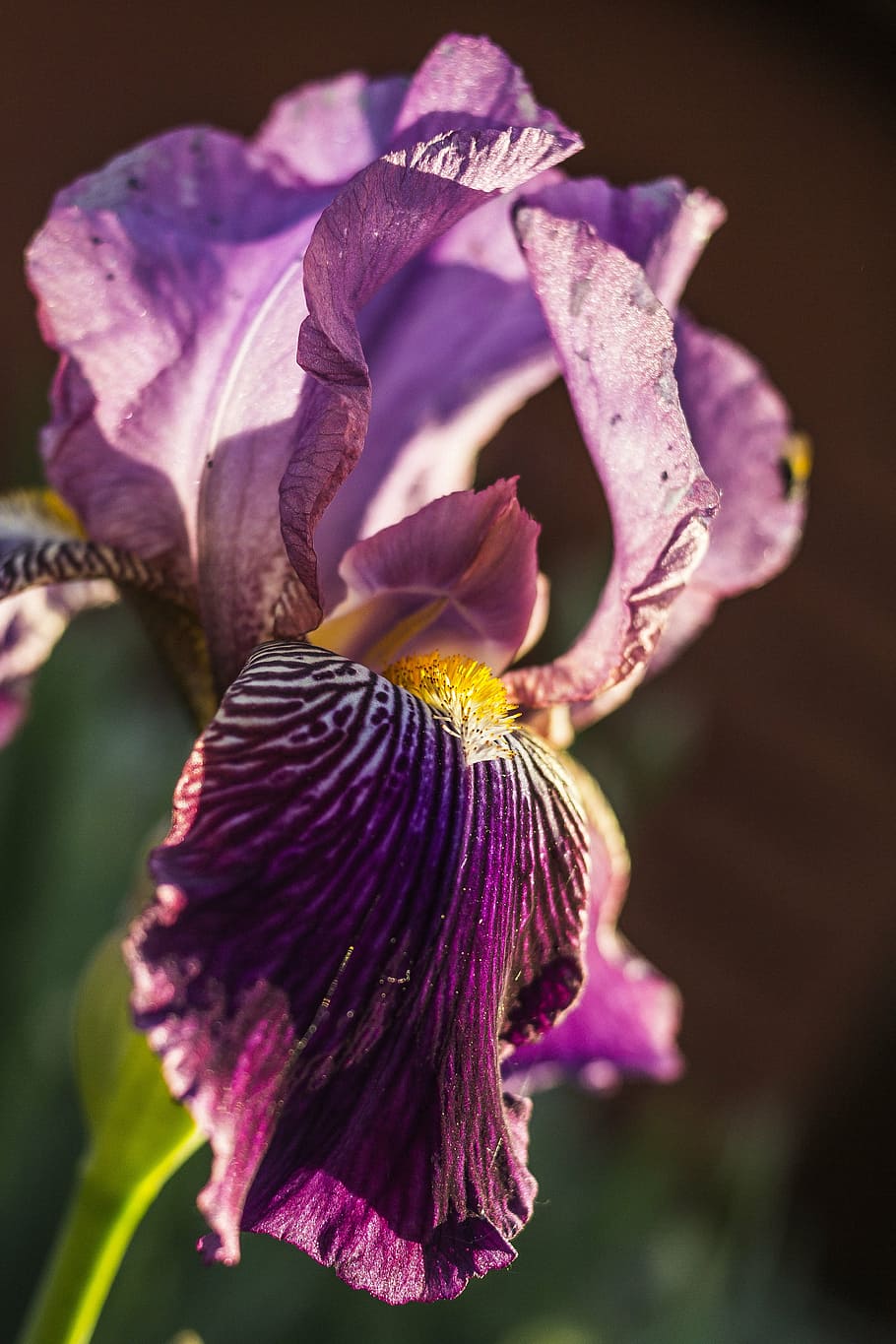 irideae, iris, flower, plant, spring, garden, iridaceae, blossom HD wallpaper