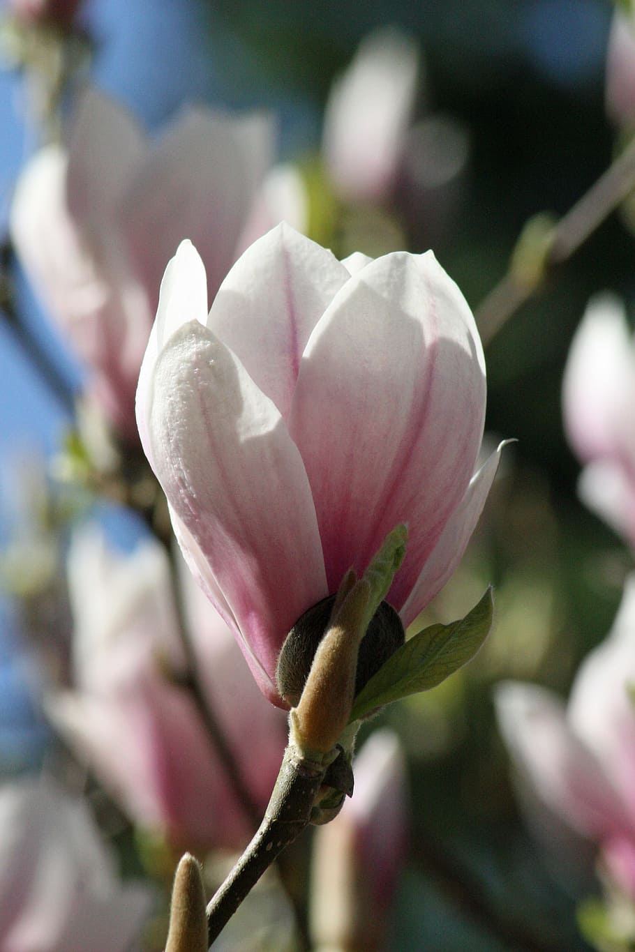 Magnolia, Flower, Pink, Bloom, flowers, flower calyx, spring HD wallpaper