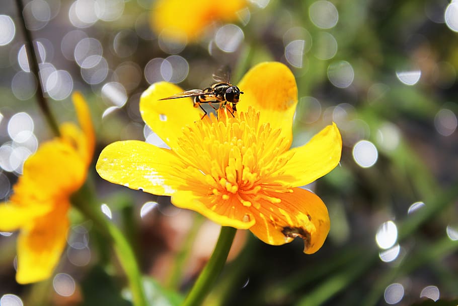 bee, flower, blossom, bloom, insect, close, pollination, pistil HD wallpaper