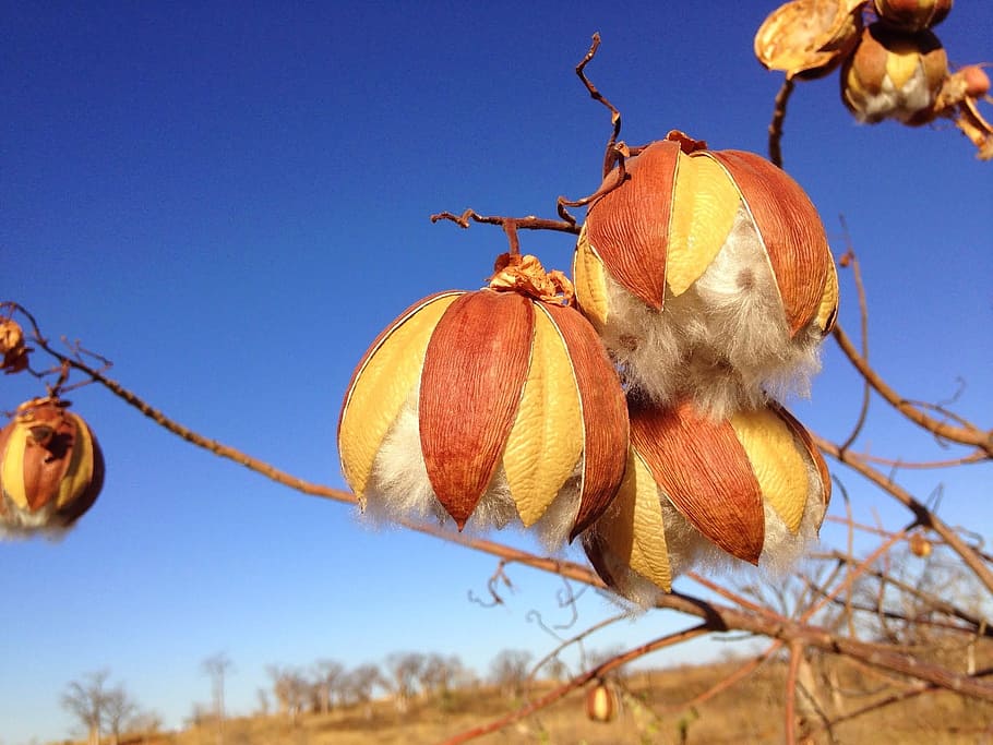 wildflower, seed capsule, boll, outback, nature, food, food and drink HD wallpaper
