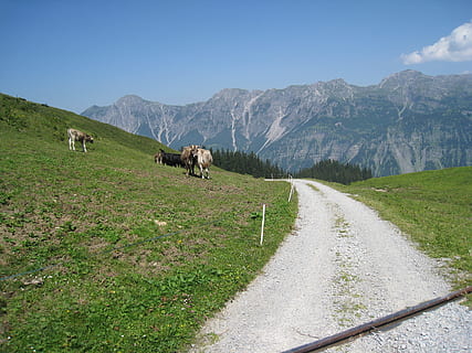 berge, landschaft, alpe, mammal, animal, animal themes, mountain HD wallpaper