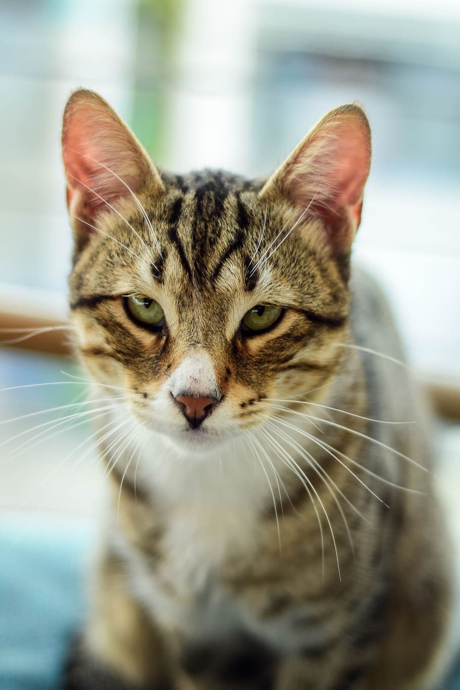 cat, animal, cute, portrait, eyes, face, pet, nature, mammal HD wallpaper