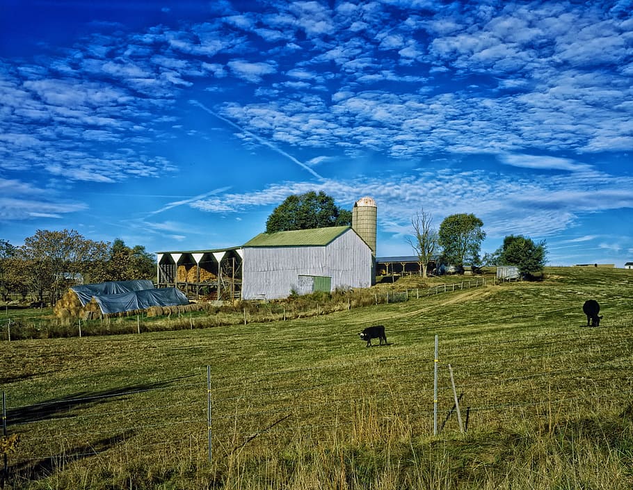 Farm, Rural, Clouds, Landscape, sky, scenic, hdr, cattle, livestock HD wallpaper