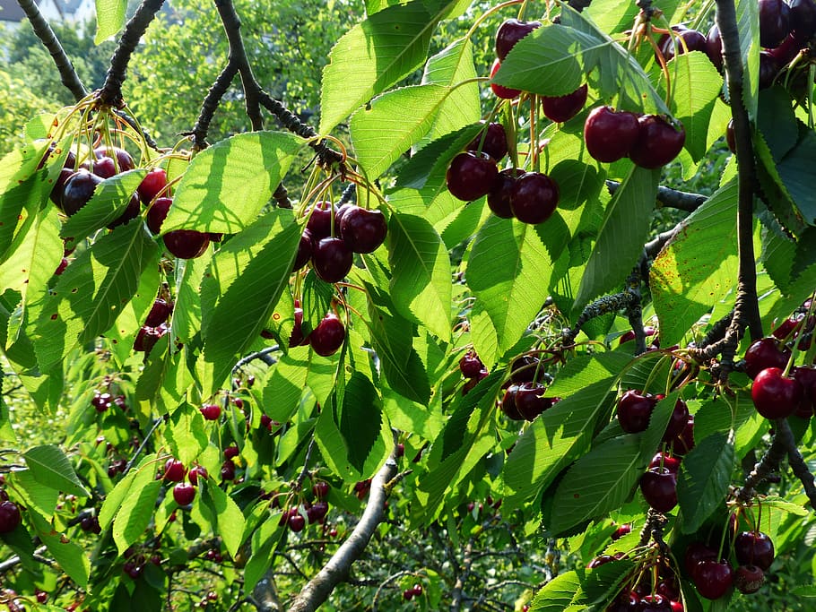 cherry, sweet cherry, red, fruit, healthy, leaves, branch, summer HD wallpaper