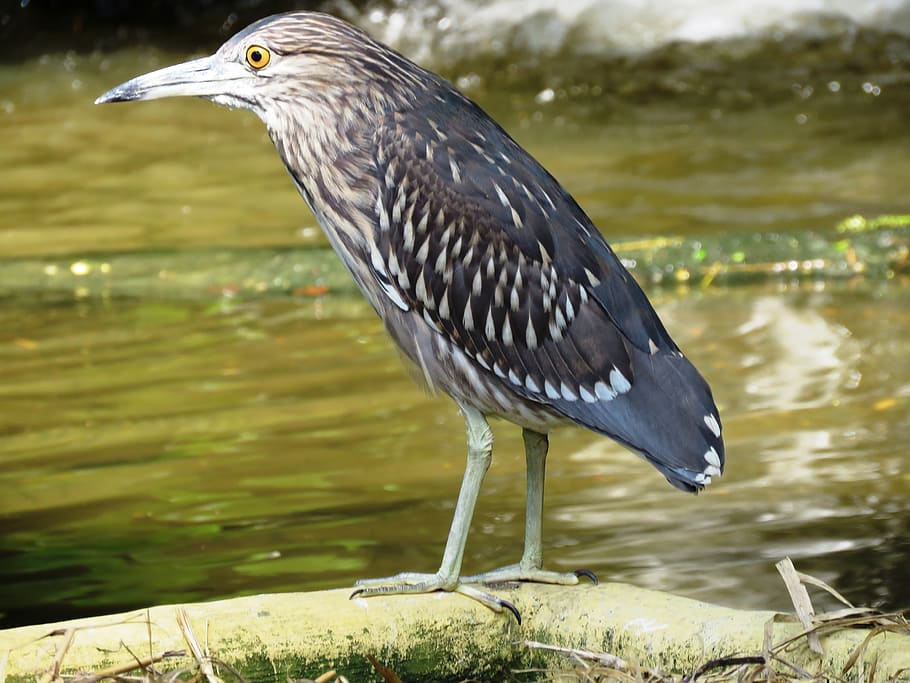 bird standing on rock, Heron, resting, nature, wildlife, animal HD wallpaper