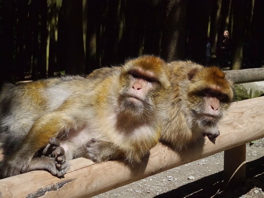 monkey mountain, sun, lazy, fur, animal, animal themes, primate HD wallpaper