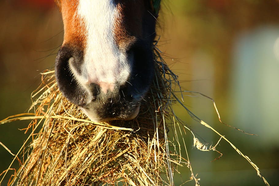 horse eating hay, foot, thoroughbred arabian, foal, one animal, HD wallpaper
