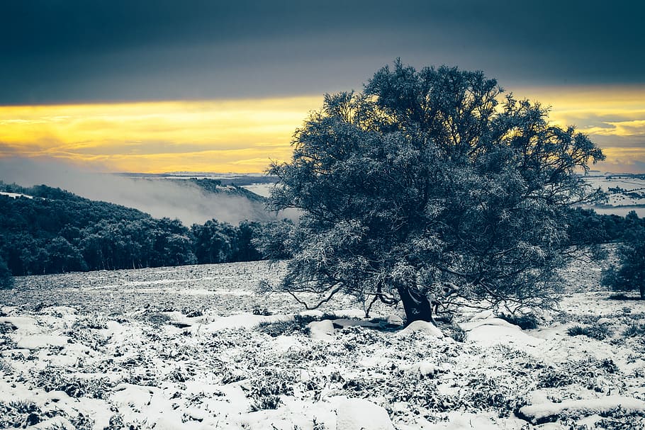 green leafed tree covered in snow, green leafed tree on snowy ground HD wallpaper