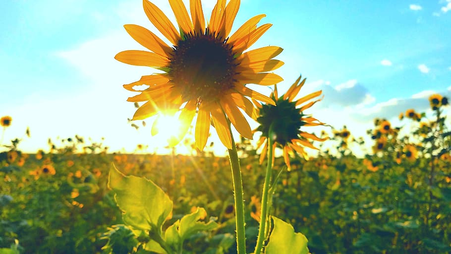 nature, summer, flora, flower, field, plant, growth, flowering plant HD wallpaper