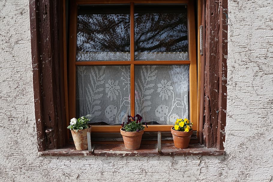 window, flowers, pot, potted plant, growth, flowering plant HD wallpaper
