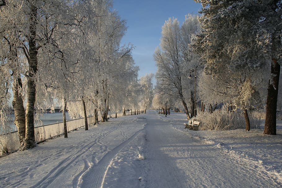 winter, snow, trees, cold, frost, white, blue, outdoor, cold temperature HD wallpaper