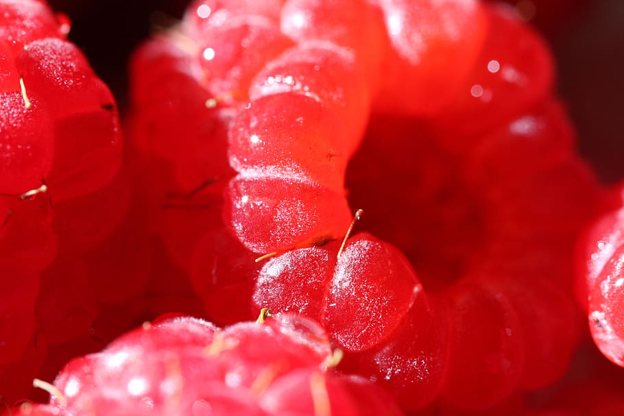 raspberry, macro, vitamin, bio, summer, red, fresh, health HD wallpaper