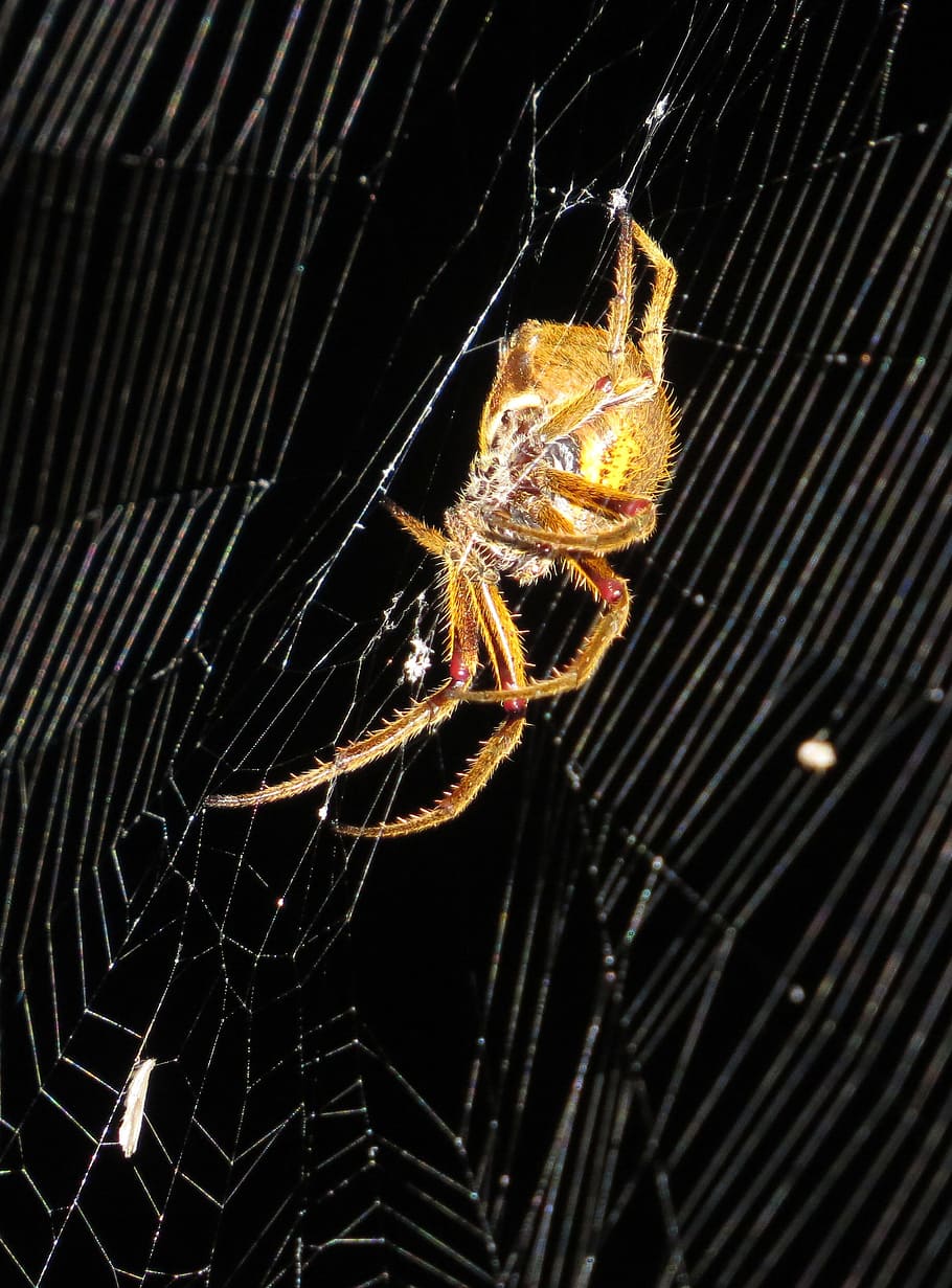 insect, macro, spider, quindio, animal themes, animal wildlife HD wallpaper
