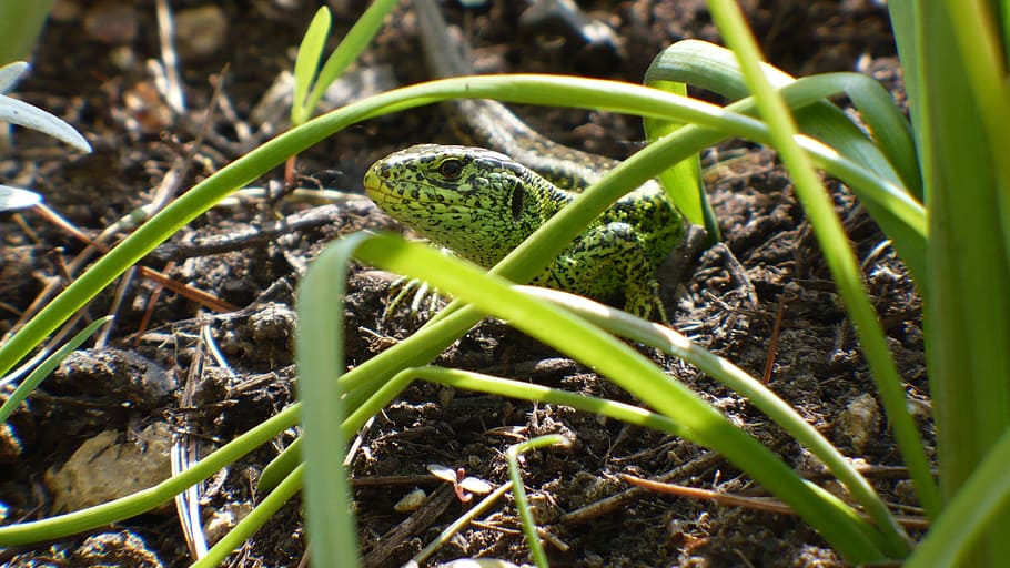 sand lizard, hiding place, cold blooded animals, reptile, nature HD wallpaper