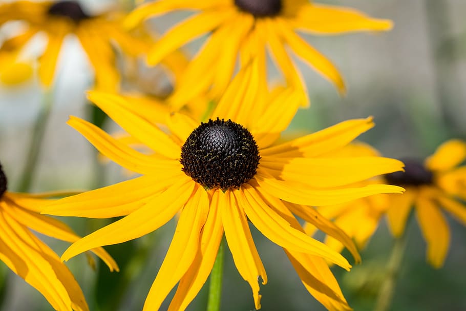 sun hat, echinacea, yellow, orange, blossom, bloom, petals HD wallpaper