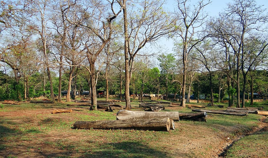logging, forestry, wood, timber, pile, lumber, depot, dandeli HD wallpaper