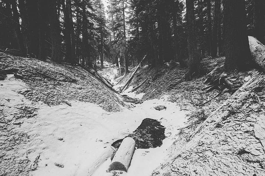 forest, woods, trees, logs, snow, winter, nature, cold, land HD wallpaper