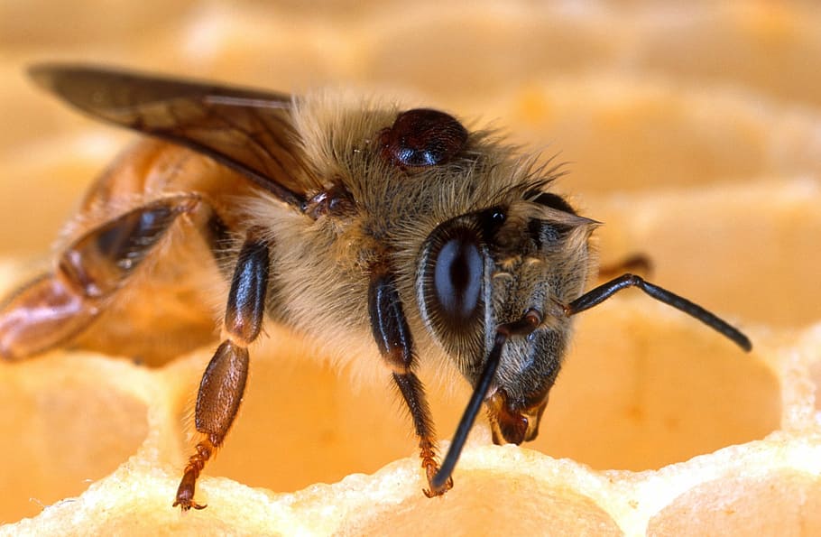 close-up photography of honeybee on honeycomb, brown, beehive