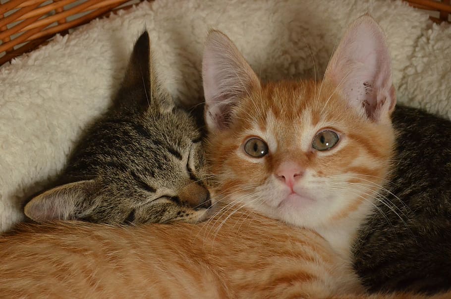orange and silver tabby cat, kitten, young, pet, care, red, together