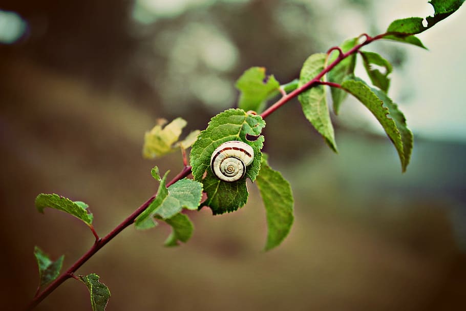 branch, tree, leaf, snail, autumn, close-up, plant, focus on foreground HD wallpaper