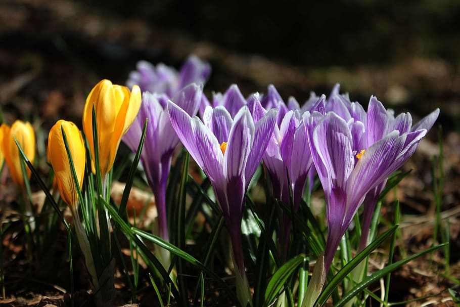 crocus, flowers, nature, spring, flowering plant, freshness HD wallpaper