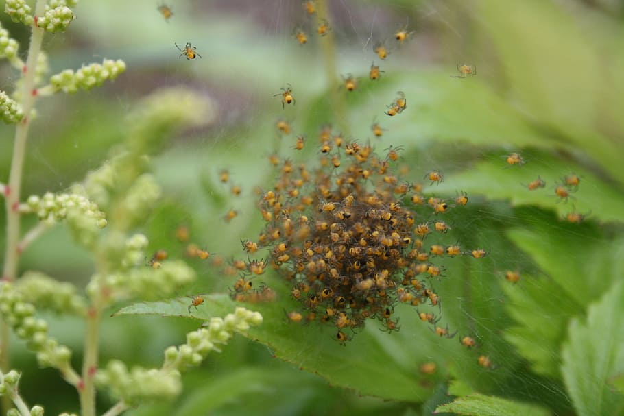 spin, nature, macro, web, bug, close up, spider web, plant HD wallpaper