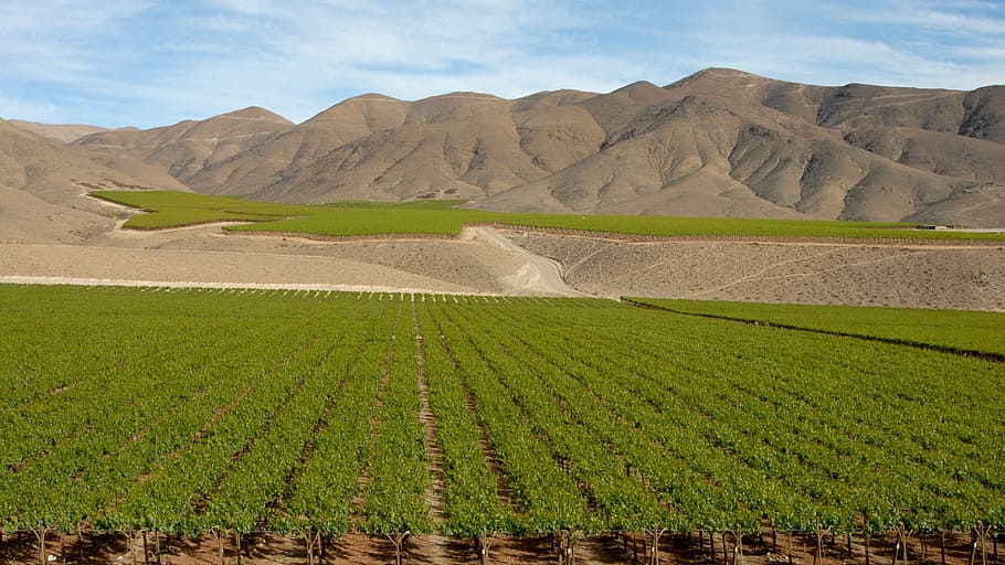 green grass field, chile, wine, andes, landscape, agriculture HD wallpaper