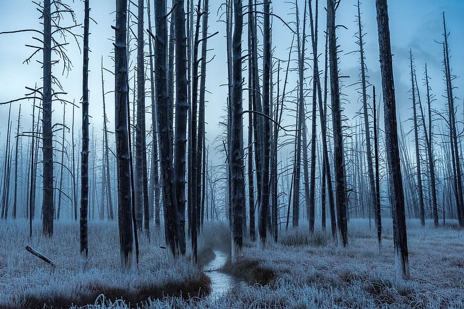 trees near bushes under gray clouds, withered trees on forest HD wallpaper