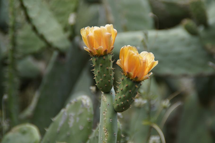 Cactus, Bloom, Blossom, cactus blossom, plant, prickly, cactus flower HD wallpaper