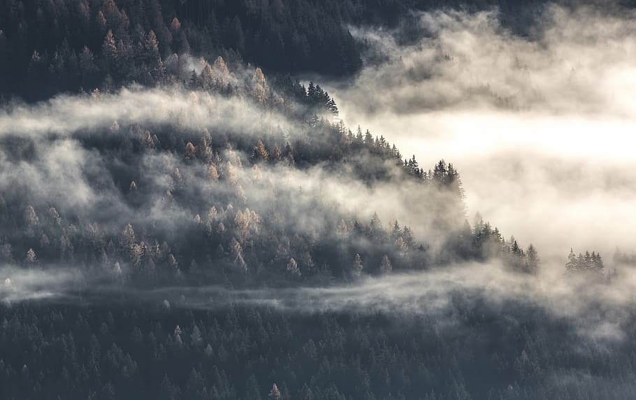 forest, landscape, mist, nature, tranquility, fog, tree, beauty in nature HD wallpaper