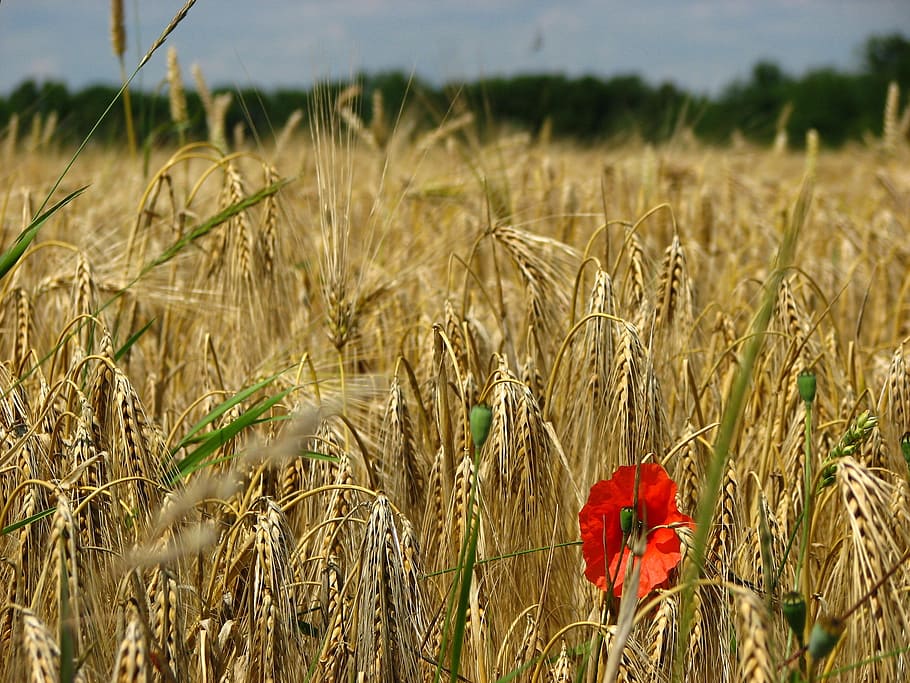 Wheat Field, Spike, Cornfield, poppy, cereals, red, yellow HD wallpaper
