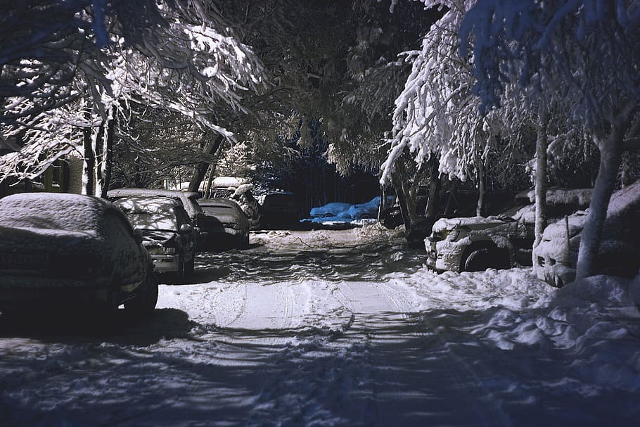 winter, snow, cold, weather, trees, forest, woods, travel, adventure HD wallpaper