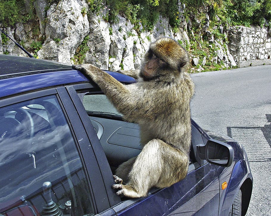 gibraltar, baboon, monkey, animal, car, ape, mammal, animal themes HD wallpaper