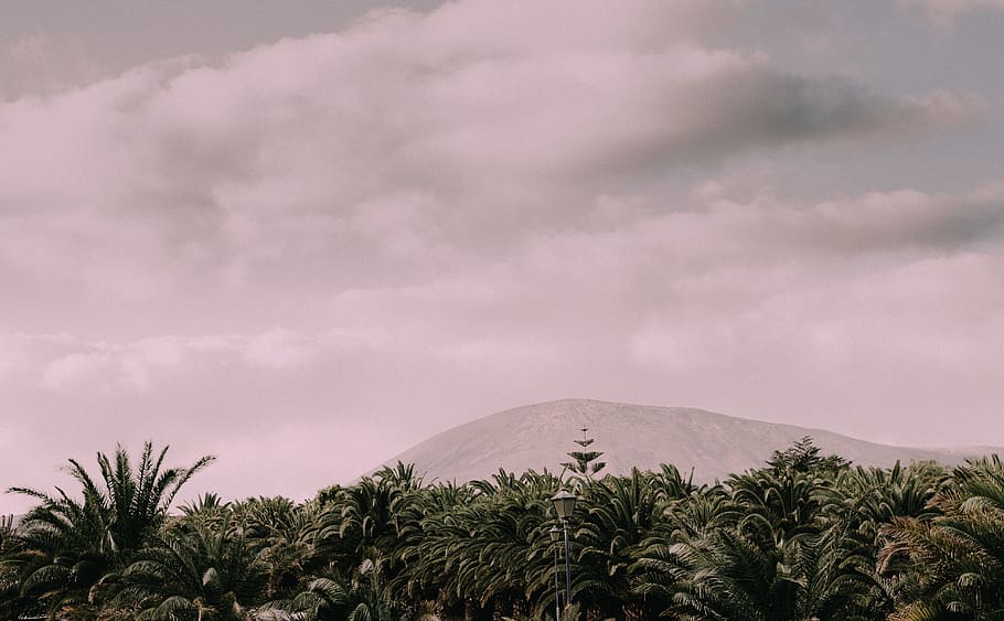 low-light photo of forest in front of mountain, green trees, Lanzarote HD wallpaper