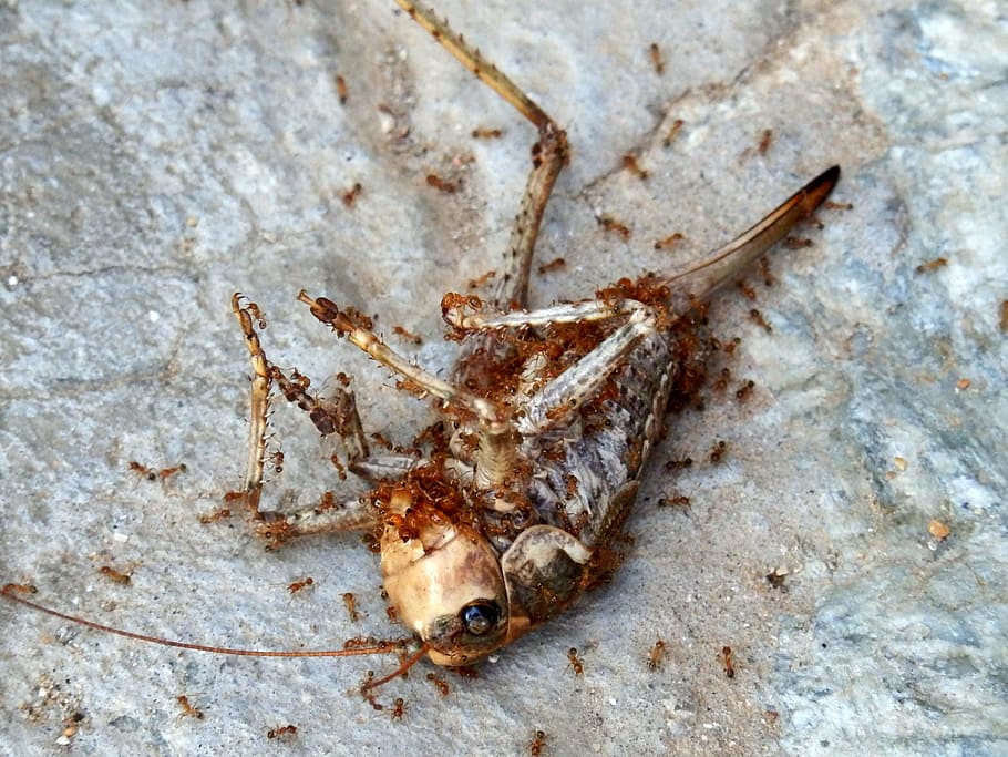 insect, dead insect, locust, grasshopper, acrididae, ants, carcas HD wallpaper