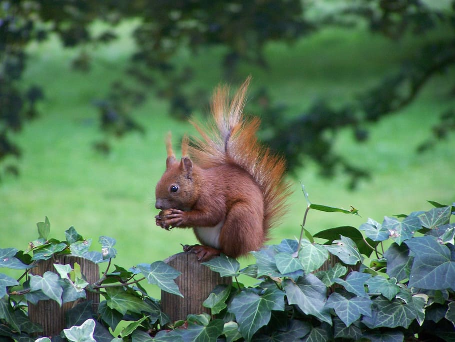 Animals, Nature, Squirrel, mammal, wildlife, outdoors, cute HD wallpaper