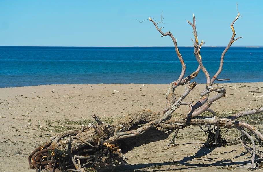 beach, sea, tree, horizon over water, scenics - nature, tranquility HD wallpaper