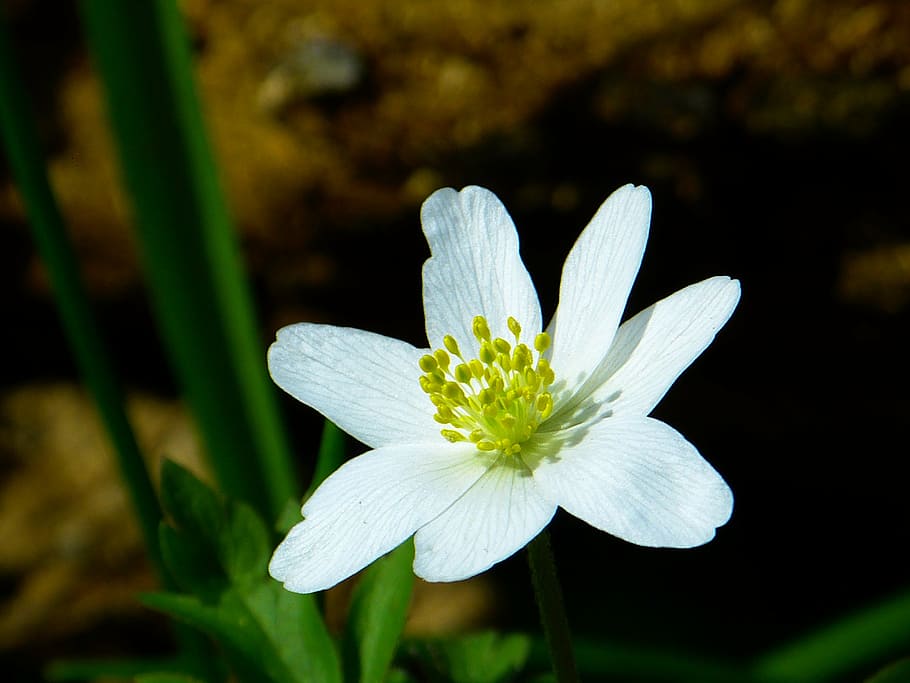 wood anemone, spring, flower, blossom, bloom, white, nature, HD wallpaper