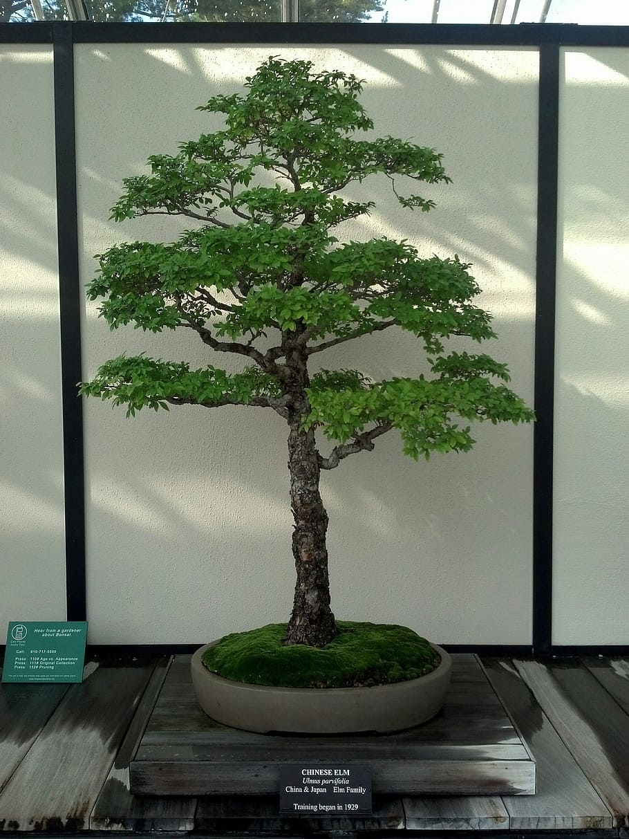 bonsai, miniature, tree, green, nature, garden, japanese, botany HD wallpaper