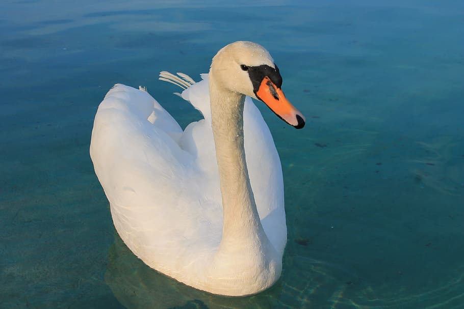 white swan floating on calm water at daytime, Beautiful, Bird, HD wallpaper