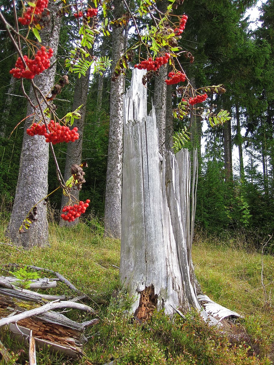 red tree blossoms, autumn, rowan, log, sorbus aucuparia, mountain ash