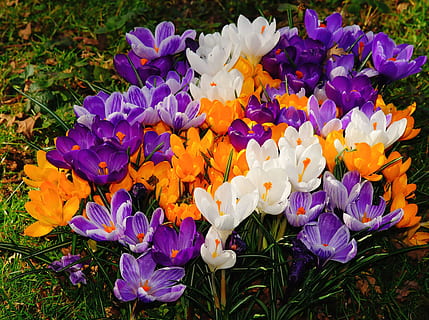 orange, white, and purple petaled flowers, crocus, spring, bloom HD wallpaper
